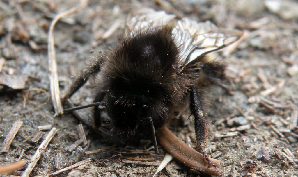 Bombus (Alpigenobombus) wurflenii  (cfr.), operaia